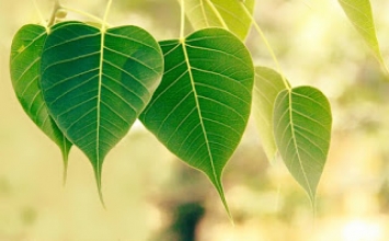 Không vướng mắc là toàn thể lời Phật dạy